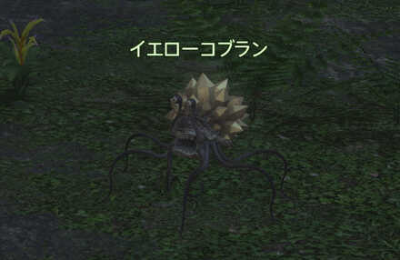 イエローコブラン画像