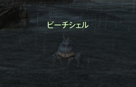 ビーチシェルの画像