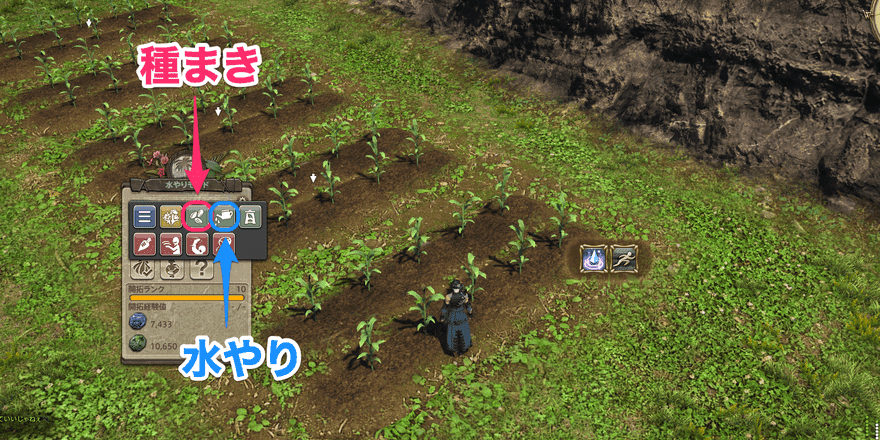 畑で作物を育てて収穫する