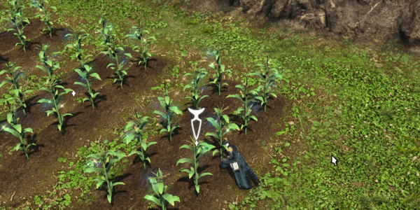 耕作地で作物を収穫する