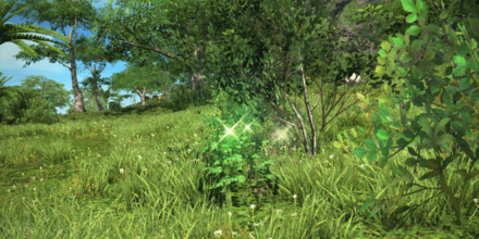 成熟したパースニップ