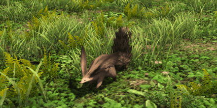 スクウィレル画像