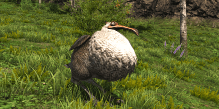 ドードーの画像