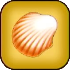 小さな貝がら画像