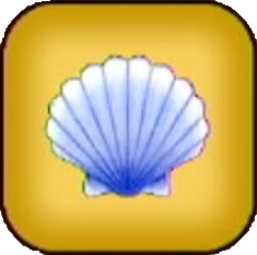 大きな貝がら画像