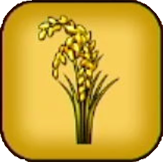 ライスフラワー画像