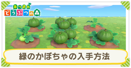 緑色の独特な形状のかぼちゃ 大量箱詰め合わせ 緑色の独特な形状のかぼちゃ 大量箱詰め合わせ 野菜通信