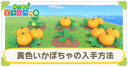 黄色いカボチャのサムネ.png