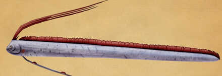 リュウグウノツカイ