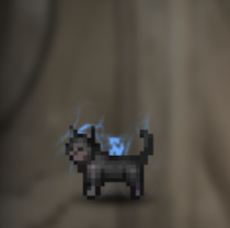 猫(黒)