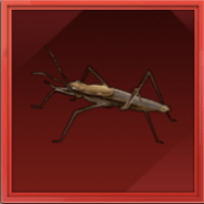 アメンボ画像