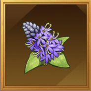 ポンテデリアコルダータ画像