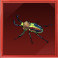 ニジイロクワガタ画像