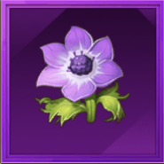 紫アネモネ画像