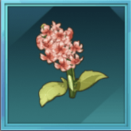 ピンクヒヤシンス画像