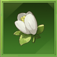 白チューリップ画像