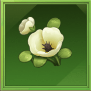 ミズヒナゲシ画像