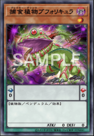 捕食植物ブフォリキュラ画像