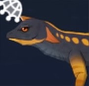 赤尾トカゲの画像