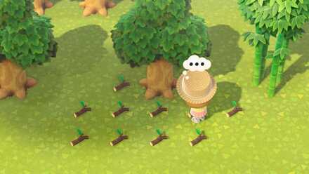 どんぐりが落ちない