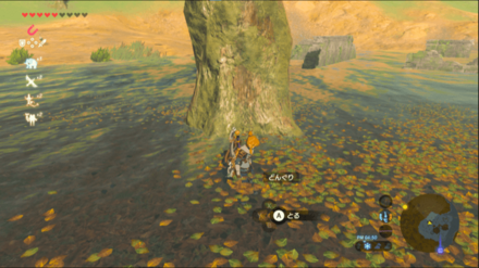 どんぐりの入手場所