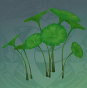 安定葉傘の画像