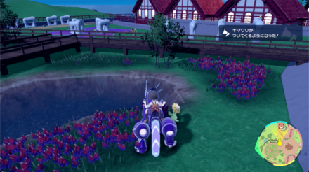 キマワリの場所19