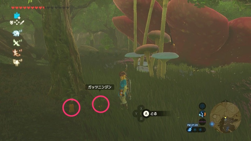 ガッツニンジン