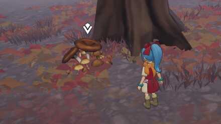 うるわしキノコの入手場所詳細