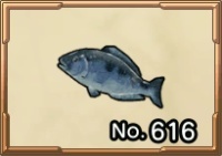 ペスカニの新鮮な魚