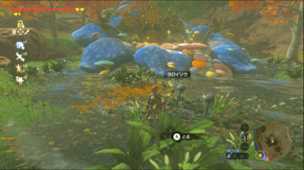 ヨロイソウの場所