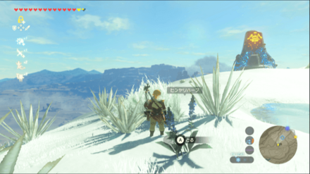 ヒンヤリハーブの入手場所