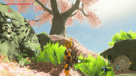 サトリ山の桜の木付近の姫しずか