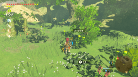 ハイラル草の入手場所