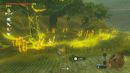 サトリ山の群生地