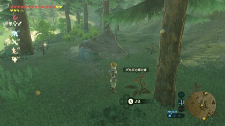 ポカポカ草の実の入手場所