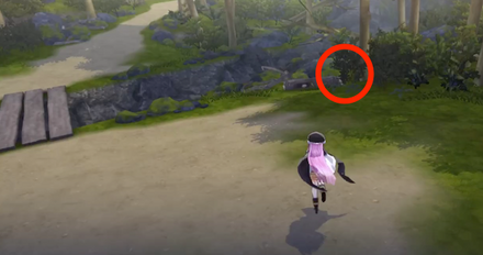 傘が分厚いキノコ