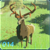 ヤマシカの画像