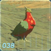 カエンバトの画像