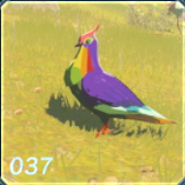 ニジイロバトの画像