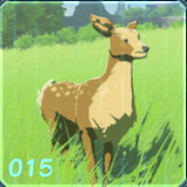 ヤマシカ（雌）の画像