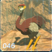 オルディンダチョウの画像