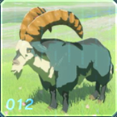 セグロヤギの画像