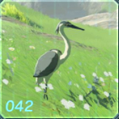 アオバサギの画像