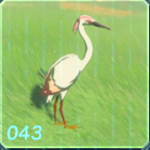 モモイロサギの画像