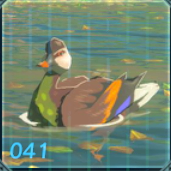 シラホシガモの画像