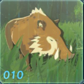 モリイノシシの画像