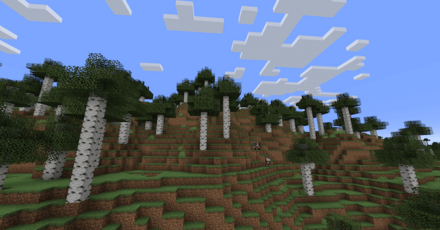 成長した白樺の森