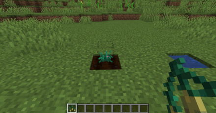 種は耕した土に植えることができる