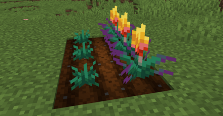 植えてあるトーチフラワー